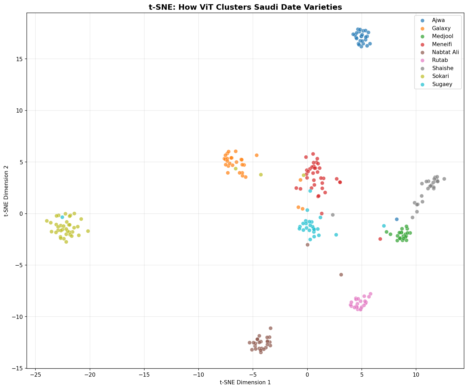 t-SNE projection of Vision Transformer features across 9 Saudi date varieties